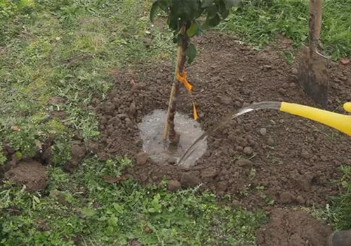 Zwergapfelbaum - Einpflanzen im Garten