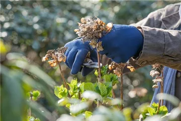 Rückschnitt im Frühling gut für Pflanzen-Gesundheit Rückschnitt im Frühling gut für Pflanzen-Gesundheit