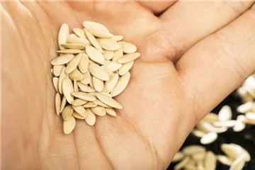 Mindesthaltbarkeit von Saatgut? Mindesthaltbarkeit von Saatgut?