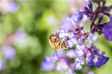 Bienenpflanzen auf dem Balkon - Wohltun für die Natur Bienenpflanzen auf dem Balkon - Wohltun für die Natur