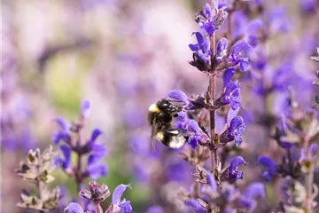 Blüten-Salbei - für Flor und aromatische Duftnote Blüten-Salbei - für Flor und aromatische Duftnote