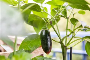 Gemüse auf dem Balkon pflanzen! Gemüse auf dem Balkon pflanzen!