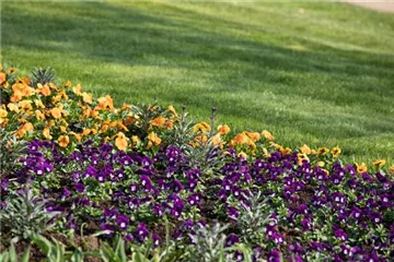 Ungiftige Pflanzen im Garten schützen alle Ungiftige Pflanzen im Garten schützen alle