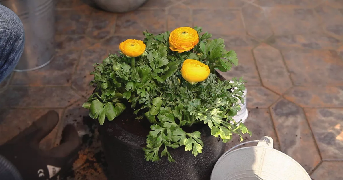 sind begonien zimmerpflanzen Begonia crackling Rose