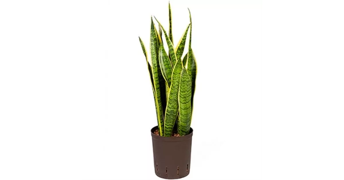 schleierkraut topfpflanze Schleierkraut rosa (x3) - Gypsophila pacifica rosea