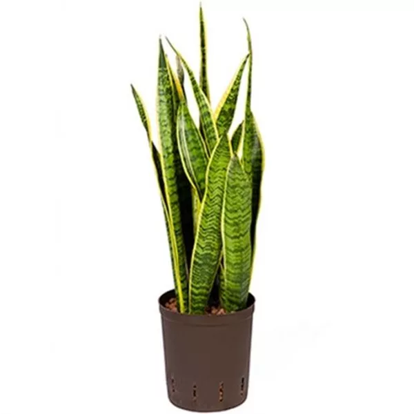Bogenhanf 'Laurentii'