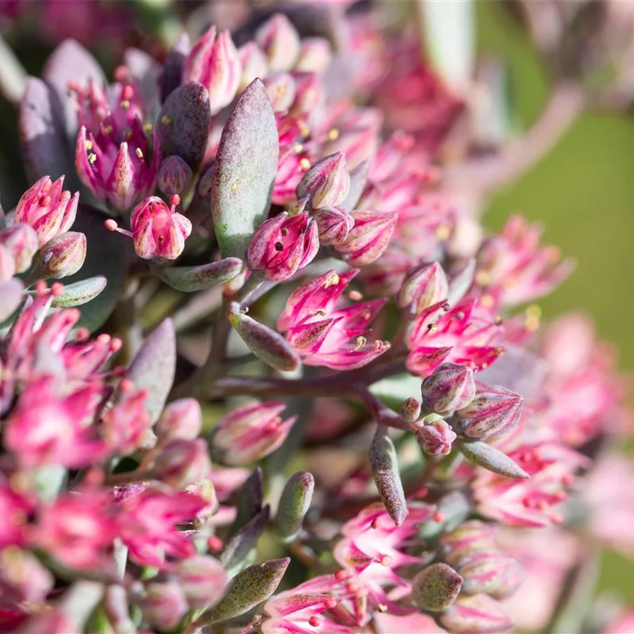Das Fettblatt ist eine beliebte winterharte Staude