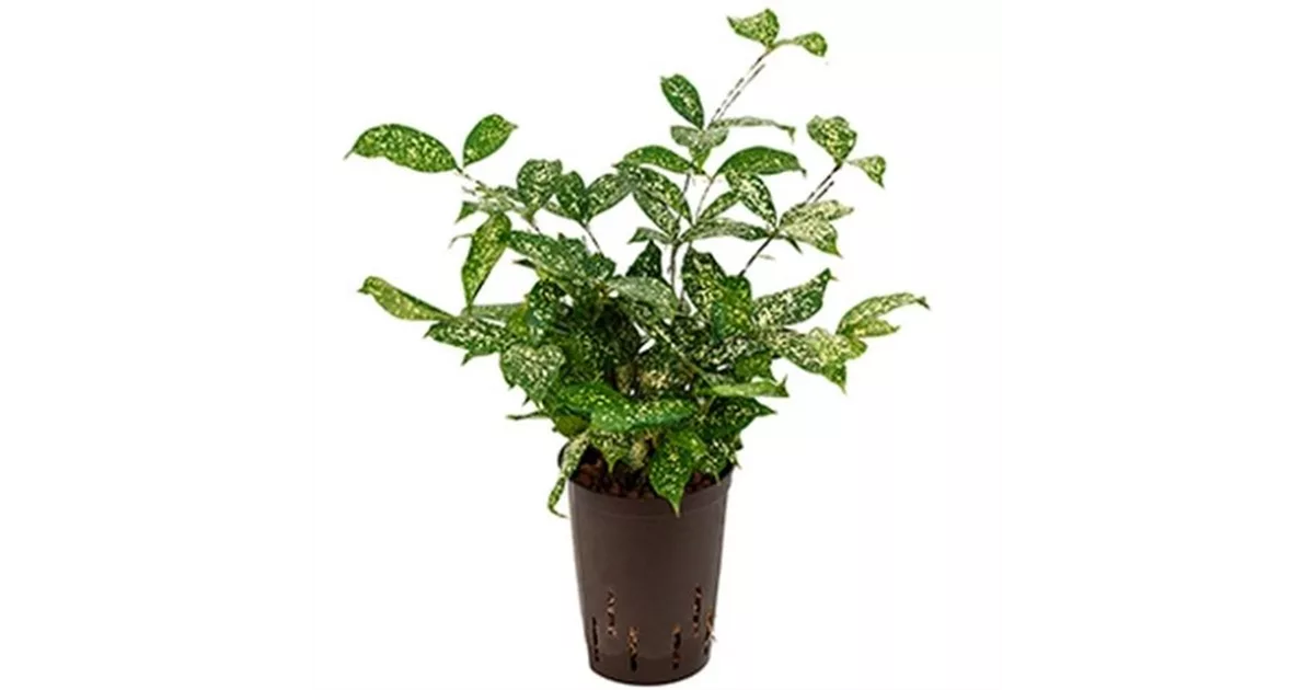 dracaena marg bicolor Dracaena Marginata Bicolor – Plant Club main image 1