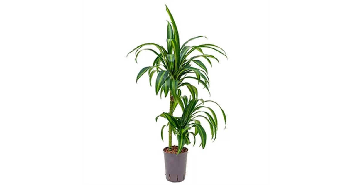 Drachenbaum 'Hawaiian Sunshine' online kaufen bei Olerum