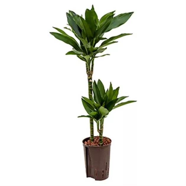 bougainvillea bonsai kaufen 26 Year Old White And Pink Bougainvillea Specimen Bonsai Tree main image 1