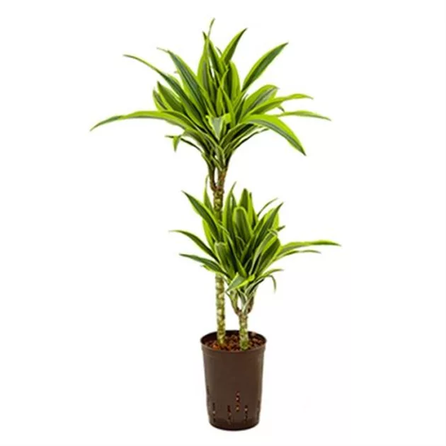Drachenbaum 'Lemon Lime' online kaufen bei Olerum