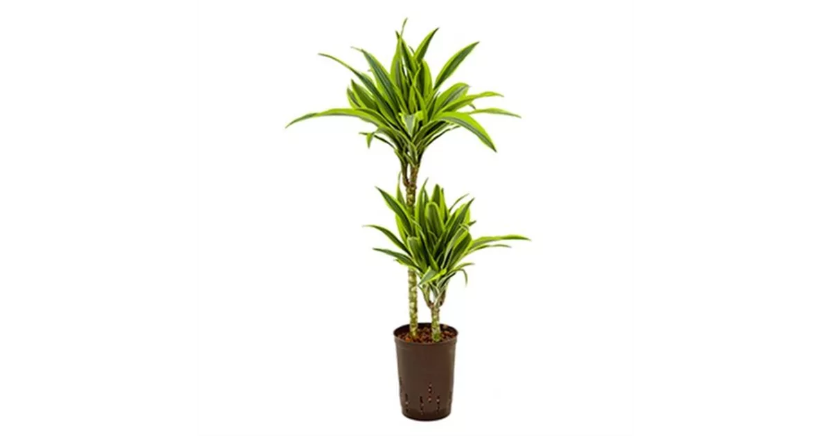 benefits of dracaena plant Dracaena Dragon Tree Bicolor Bush main image 0