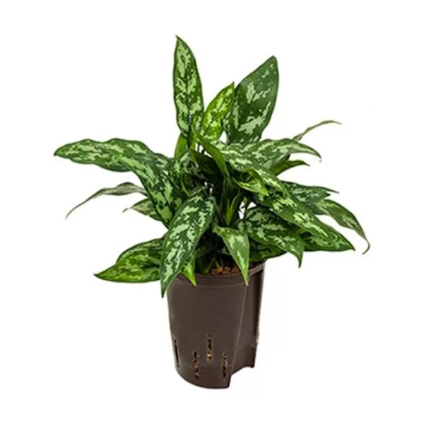 Kolbenfaden 'Maria'