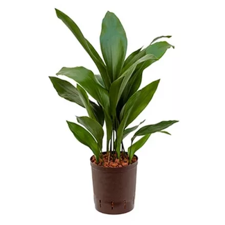 Schusterpalme