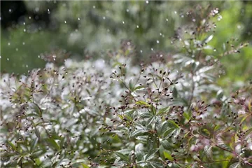 Durstige Pflanzen einfach mit Regenwasser gießen Durstige Pflanzen einfach mit Regenwasser gießen
