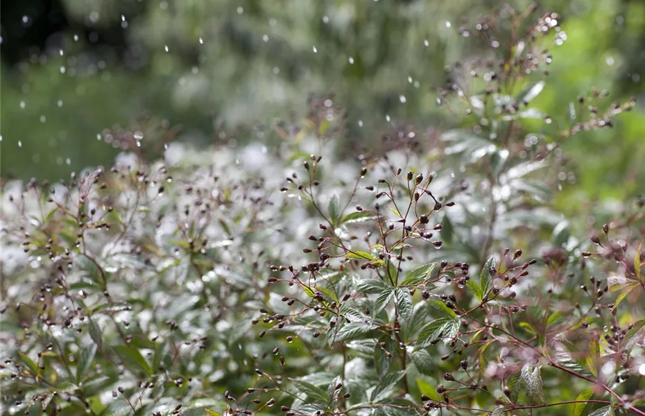 Durstige Pflanzen einfach mit Regenwasser gießen