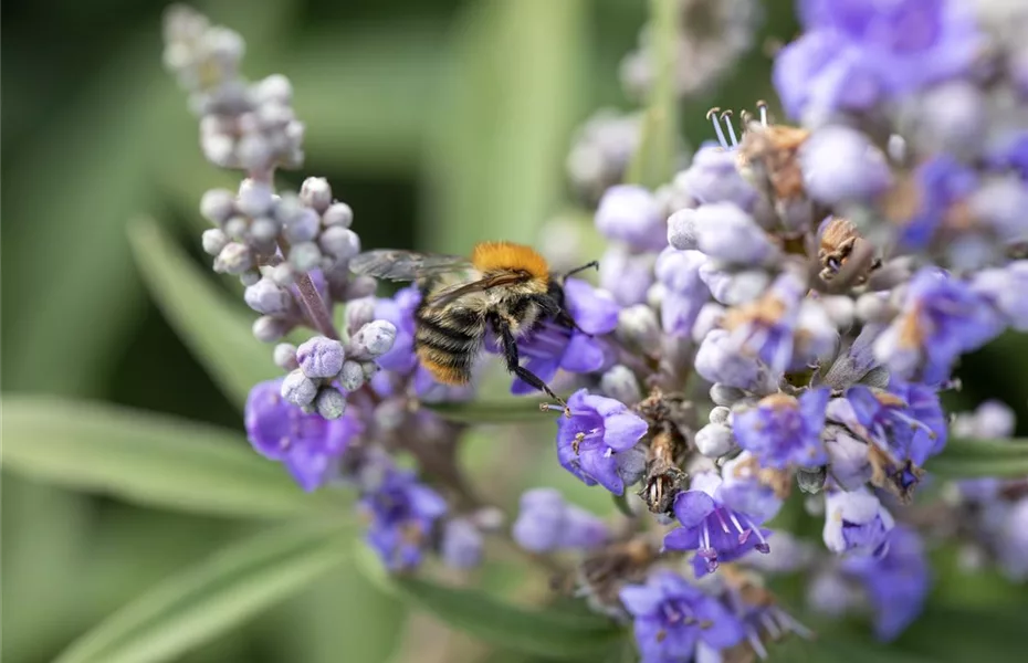Durch Gemüse wird Ihr Garten zur Insektenweide! 