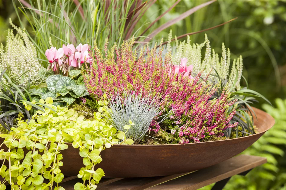 saatgut garten Bio-Saatgut-Set: 20 Lieblingssorten von Melli aus dem Garten  Heirbloom