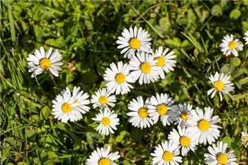Naturgarten – herrlicher Ausgleich zum Arbeitsalltag Naturgarten – herrlicher Ausgleich zum Arbeitsalltag