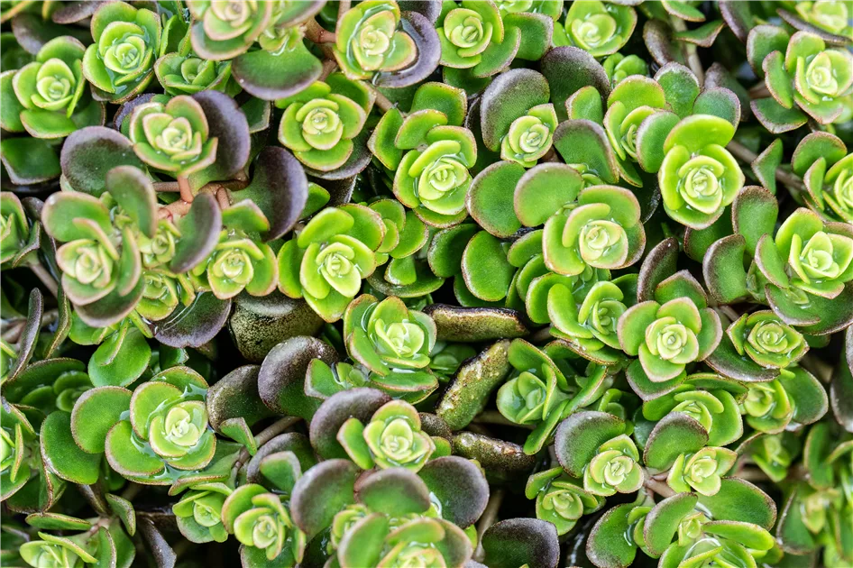 Für Gräber im Sommer die richtigen Blumen finden