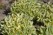 Sedum telephium 'Lajos' 1 Liter Topf 