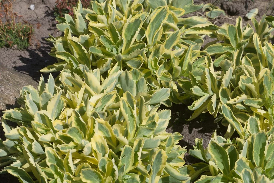 Sedum telephium 'Lajos' 1 Liter Topf 
