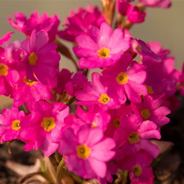Rosenprimel