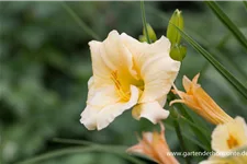 Taglilie 'Precious d'Oro' 1 Liter Topf