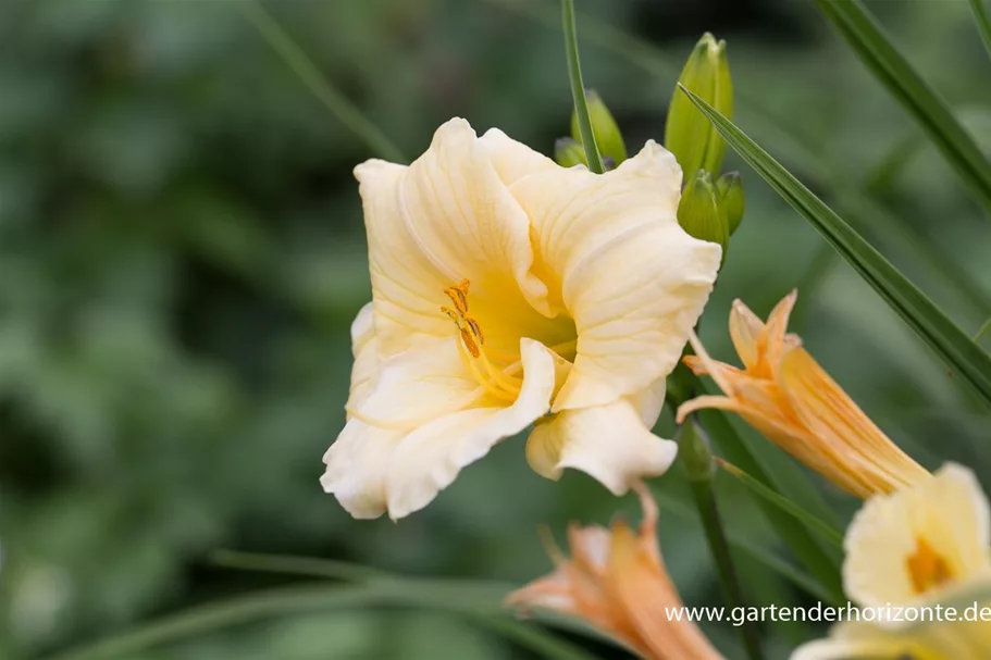 Taglilie 'Precious d'Oro' 1 Liter Topf