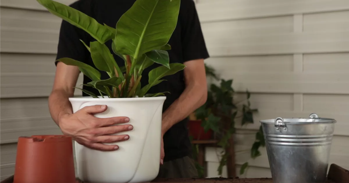 Philodendron - Einpflanzen in ein Gef