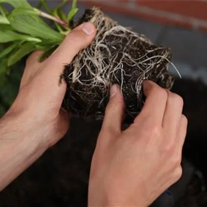 Sonnenbraut - Einpflanzen ins Beet