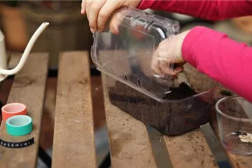 Minigewächshaus aus Weintraubenschale Minigewächshaus aus Weintraubenschale
