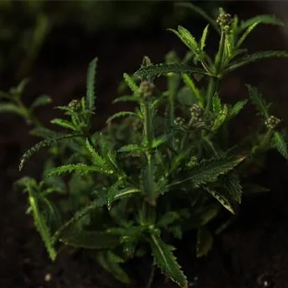 Eisenkraut - Einpflanzen in den Garten 