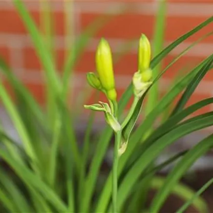 Taglilie - Einpflanzen in den Garten 