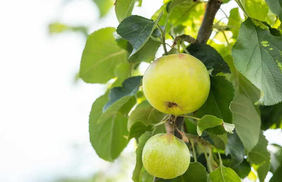 Obstgehölze kaufen und einen eigenen Naschgarten anlegen