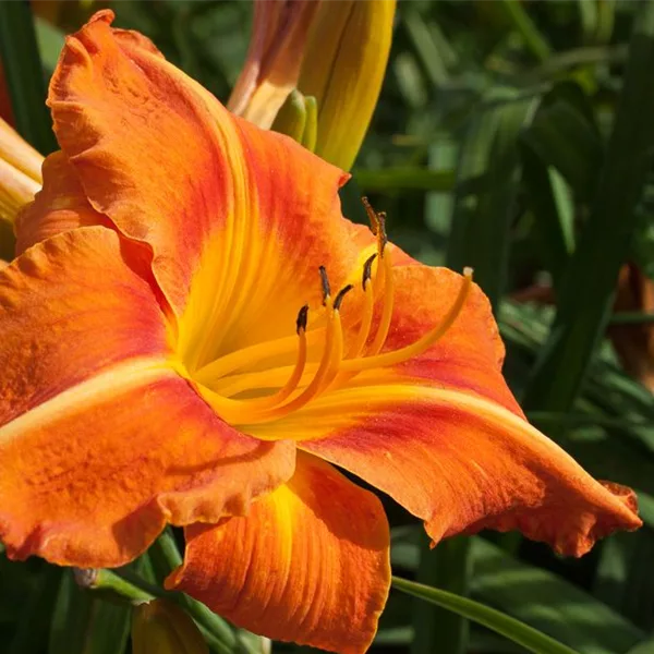 Taglilie 'Tuscawilla Tigress' - Hemerocallis x cult.'Tuscawilla Tigress' Taglilie 'Tuscawilla Tigress' - Hemerocallis x cult.'Tuscawilla Tigress'