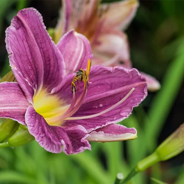 Hemerocallis x cult.'Blue Sheen' - Taglilie Hemerocallis x cult.'Blue Sheen' - Taglilie