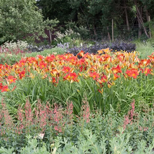 Taglilie 'Chicago Apache'