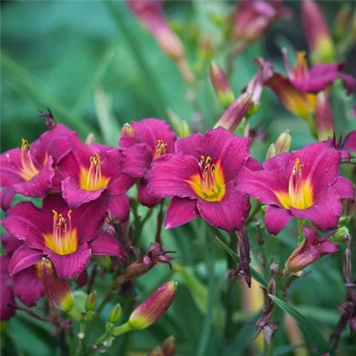 Taglilie 'Stella in Red'