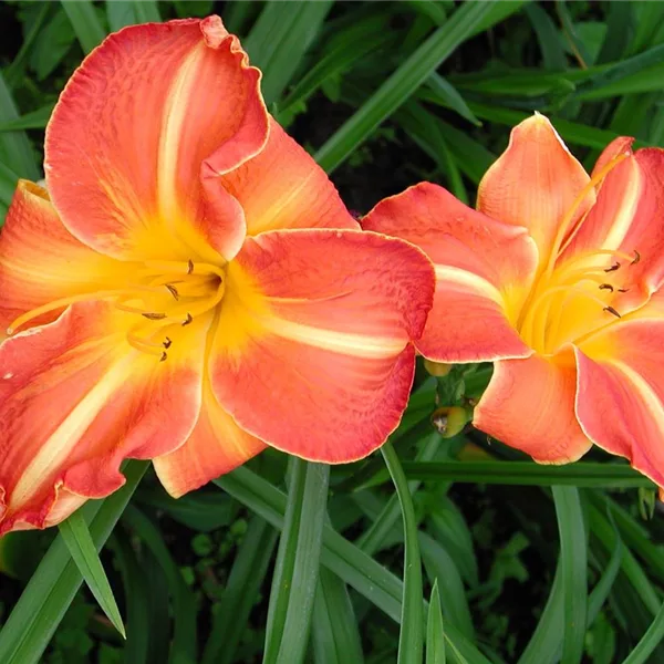 Taglilie 'Shola' - Hemerocallis x cult.'Shola' Taglilie 'Shola' - Hemerocallis x cult.'Shola'