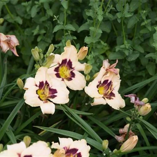 Taglilie 'Moonlit Masquerade'