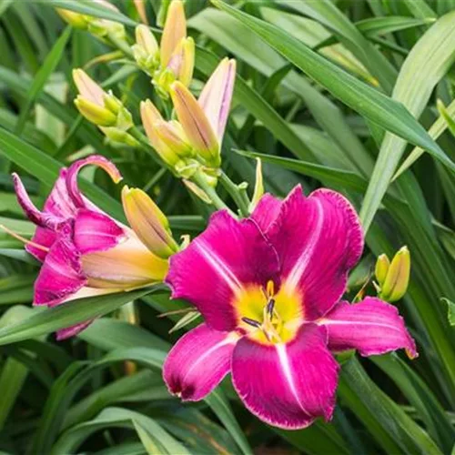 Taglilie 'Olive Baily Langdon'