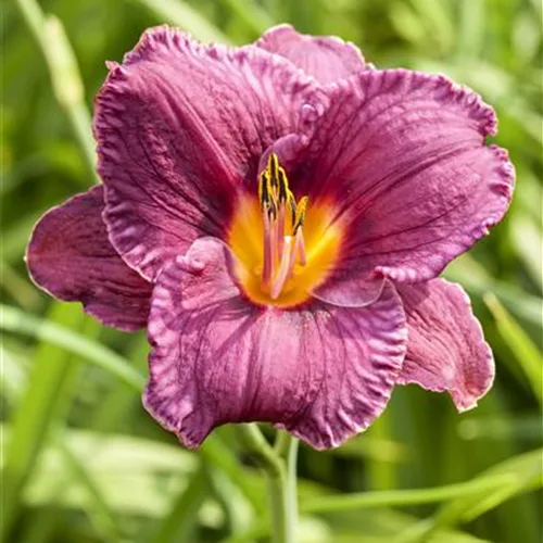 Taglilien - schöne & leckere Blüten ab Juni 