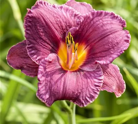 Taglilien - schöne & leckere Blüten ab Juni 