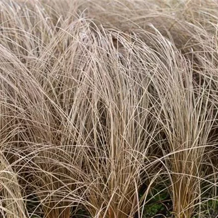 Braune Segge 'Bronze'
