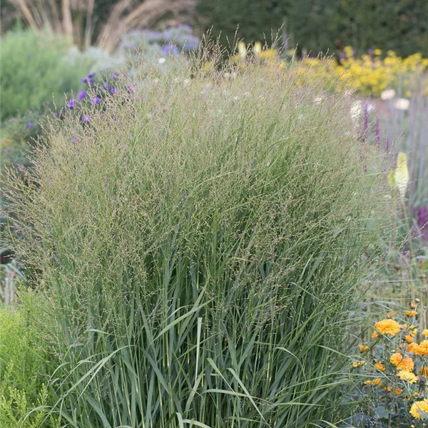 Ruten-Hirse 'Buffalo Green'