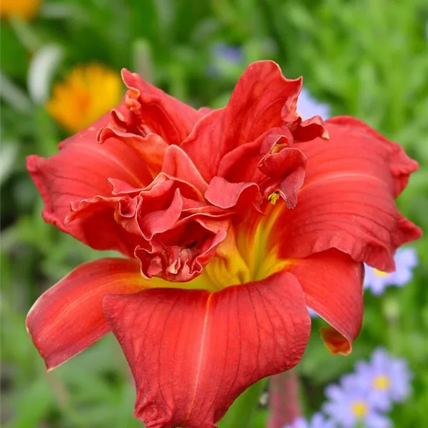 Taglilie 'Moses Fire'