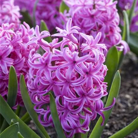 Hyazinthe 'Pink Pearl', pink, 1 Zwiebel im Topf