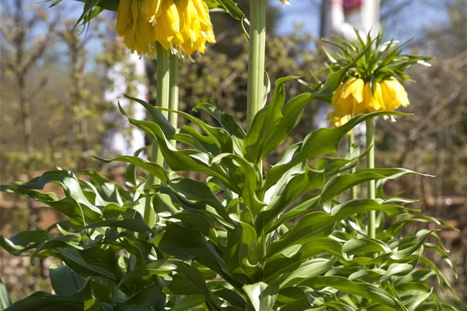Garten-Kaiserkrone 'Maxima Lutea' 14 cm
