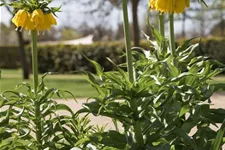 Garten-Kaiserkrone 'Maxima Lutea' 14 cm